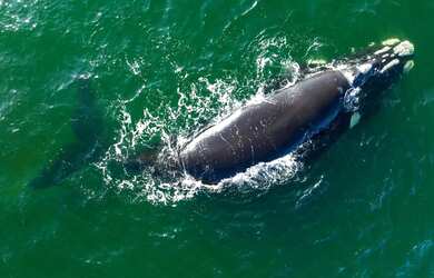Imagem 15: Casa térrea com 2 quartos, pátio amplo e garagem - Bairro Nova Brasília,...