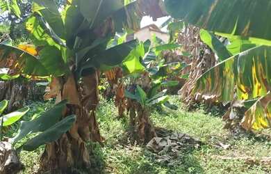 Imagem 14: terreno nivelado. 40m² de Área