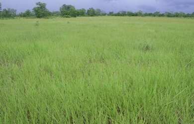Imagem 7: Fazenda 83.346 Hectares em Mato Grosso - São Felix