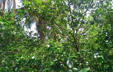 Imagem 11: Lote/Terreno para venda com 187 metros quadrados em RURAL - Entre Rios...