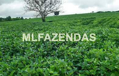 Imagem 10: Fazenda em Turvelândia MG 81,6 alqueires ou 197,47 ha, 80 aproveitável