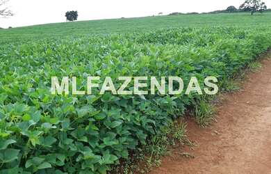 Imagem 12: Fazenda em Turvelândia MG 81,6 alqueires ou 197,47 ha, 80 aproveitável