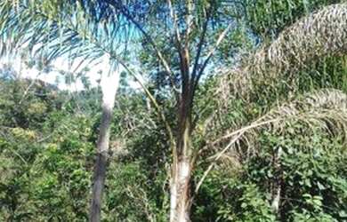 Imagem 4: Terreno à venda, 40000 m² por R$ 250.000,00 - Jardim Verona - Ribeirão...