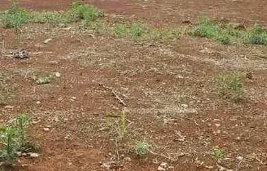 Imagem 5: Terreno à venda, por R$ 525.000 - FAG - Cascavel/PR