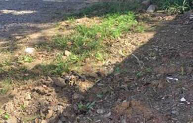 Imagem 5: Terreno em Ipelândia. 1.000m² de Área