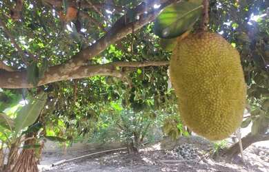 Imagem: A fazenda possui 3200m² de Área e está localizado em Centro