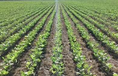 Imagem: A fazenda está localizado em Urucuia, MG à venda por R$30.000.000