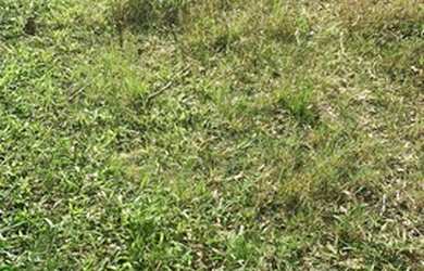 Imagem 9: Terreno em Ipelândia. 1.000m² de Área