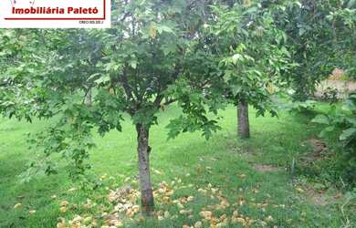 Imagem 16: CHÁCARA 1000 M² A VENDA EM PORANGABA, FRENTE ASFALTO, REDE ESGOTO