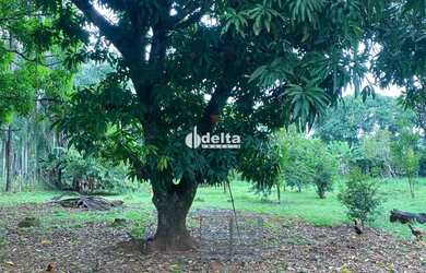 Imagem 15: Chácara disponível para venda no bairro Chácaras Eldorado em Uberlândia-MG