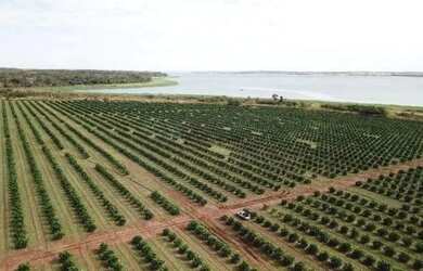 Imagem 11: fazenda de 158,33 hectares na região da cidade de Votuporanga