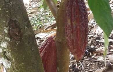 Imagem: A fazenda possui 100.000m² de Área e está localizado em