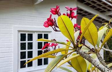 Imagem 13: Aldeia casa linda com 3 terrenos , possuindo jardim maravilhoso e piscina