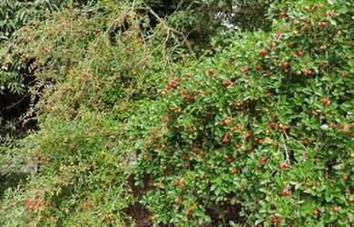 Imagem 3: Casa Condomínio Fechado 150m2, Lote 725m2,Ribeiro Manso, Felixlândia...