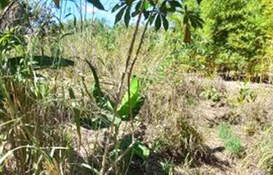 Imagem 5: Terreno 1 hectare. 10.000m² de Área