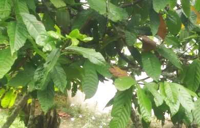 Imagem: A fazenda possui 100000m² de Área e está localizado em Ibicaraí