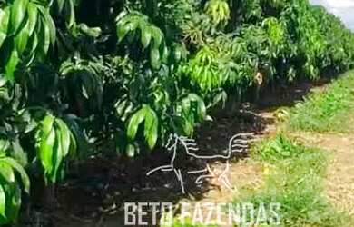 Imagem 4: Imóvel para venda possui 857000 metros quadrados em Centro - Matias Cardoso...