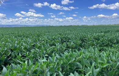 Imagem: A fazenda possui Imóvel novo e está localizado em São João