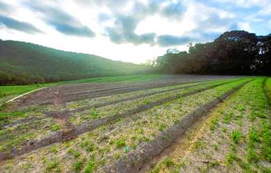 Imagem 12: Lote/Terreno para venda tem 500 metros quadrados em Jardim São Pedro...
