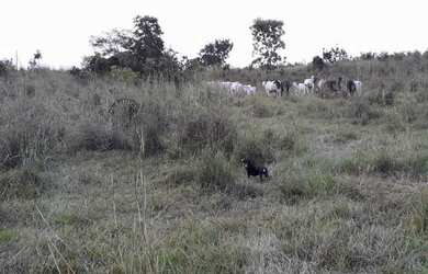Imagem 7: Fazenda, a 59 km de Palmas, 6.8 Alqueires, Água por Gravidade