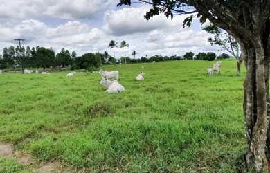 Imagem 12: Oportunidade Fazenda em São Felipe, 375 Tarefas, rio margeando, Porteira...