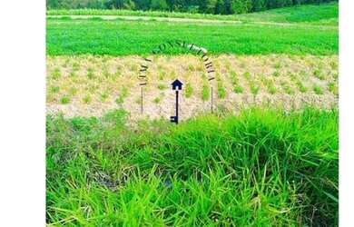 Imagem 14: Lote/Terreno para venda tem 500 metros quadrados em Jardim São Pedro...
