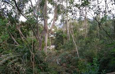 Imagem 4: Lotes / terrenos