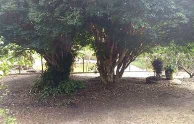 Imagem 12: Lindo sítio em Bonfim povoado de Guedes com excelente localização