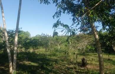 Imagem 6: Terreno na BR-319