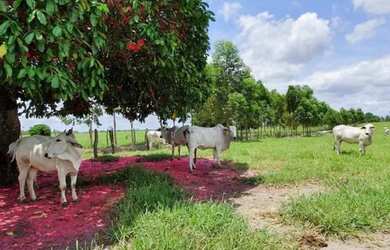 Imagem 14: Oportunidade Fazenda em São Felipe, 375 Tarefas, rio margeando, Porteira...