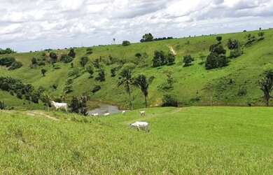 Imagem 9: Oportunidade Fazenda em São Felipe, 375 Tarefas, rio margeando, Porteira...