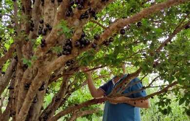 Imagem 1: Casa Condomínio Fechado 150m2, Lote 725m2,Ribeiro Manso, Felixlândia...