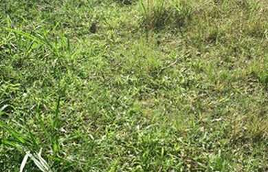 Imagem 1: Terreno em Ipelândia. 1.000m² de Área