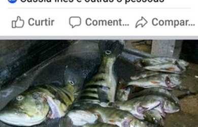 Imagem 5: Vendo chacara no serra da mesa são 5 lotes