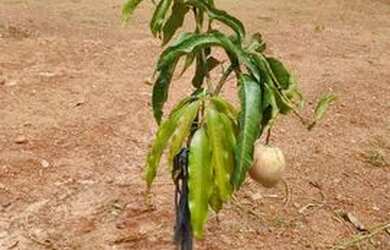 Imagem 5: Venda urgente. Piscina, 1 Banheiroe3 Dormitórios
