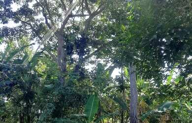 Imagem: A chácara possui 1m² de Área e está localizado em Jardim