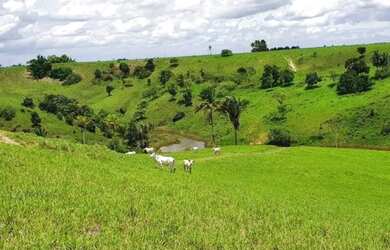 Imagem 11: Oportunidade Fazenda em São Felipe, 375 Tarefas, rio margeando, Porteira...