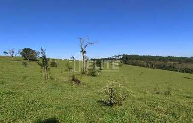 Imagem 13: 300 Hectares à Venda em Área de Plantio