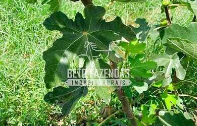 Imagem 7: Imóvel para venda possui 857000 metros quadrados em Centro - Matias Cardoso...