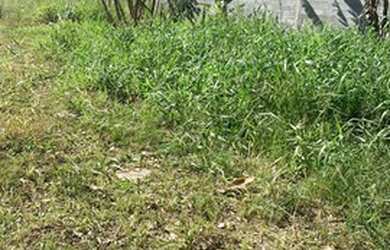 Imagem 8: Terreno em Ipelândia. 1.000m² de Área