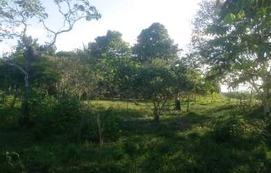 Imagem 3: Terreno na BR-319