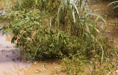 Imagem 4: Vendo chacara no serra da mesa são 5 lotes