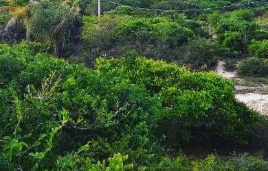 Imagem 1: Atins (Venda de terrenos