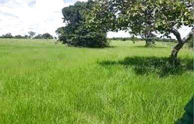 Imagem: Lote/Terreno para venda com 300 metros quadrados em Betel