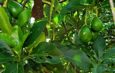 Imagem 5: Casa no condomínio Shangri-lá para venda