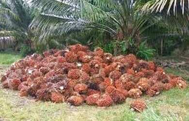 Imagem: A fazenda possui 275000m² de Área e está localizado em Centro