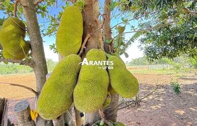 Imagem 14: Fazenda com 20 HECTARES à venda na área rural de Uberlândia