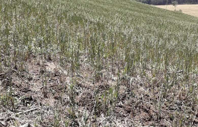 Imagem 11: Fazenda em ipiranga