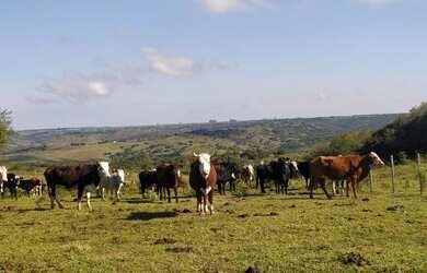 Imagem 3: EMICREI VENDE 900 hectares em Palma para pecuária , planta em sua plenitude...