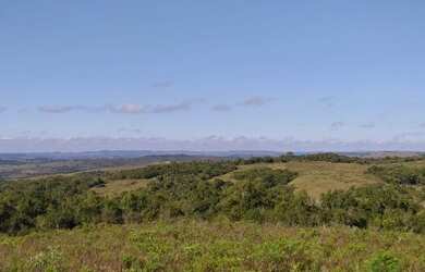 Imagem 2: EMICREI VENDE 900 hectares em Palma para pecuária , planta em sua plenitude...